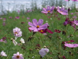 img0029.jpg