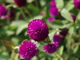 img0036.jpg