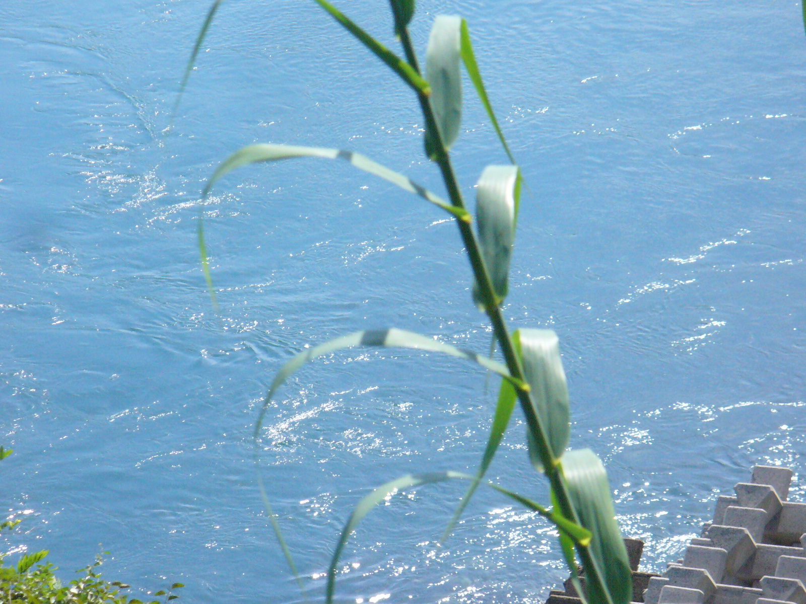 P1130078.JPG