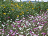 img0004.jpg