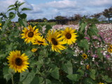 img0006.jpg