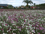 img0007.jpg