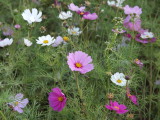 img0009.jpg