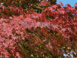 img0033.jpg