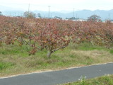img0046.jpg