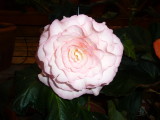 img0012.jpg