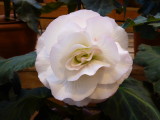 img0013.jpg