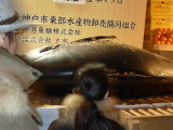 img0018.jpg