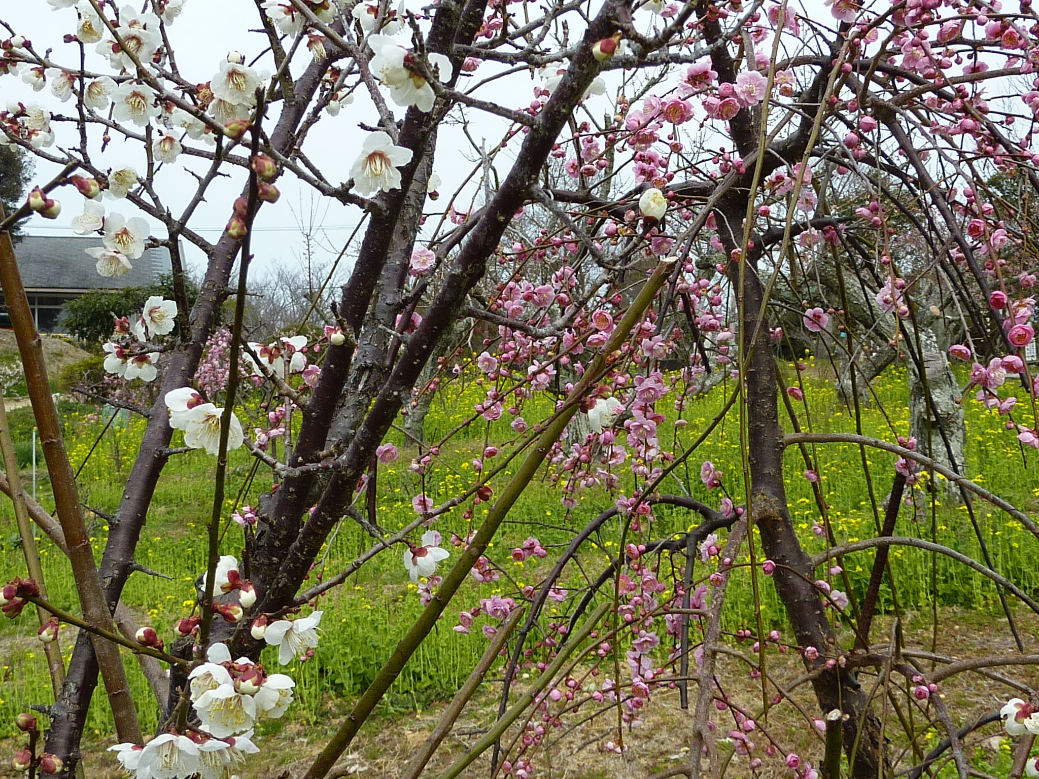 P1010524.JPG