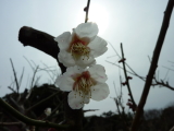 img0024.jpg