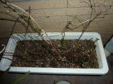 img0001.jpg