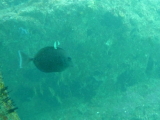 img0095.jpg