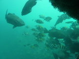 img0096.jpg