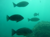 img0098.jpg