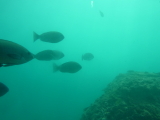 img0100.jpg