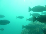 img0101.jpg