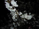 img0011.jpg