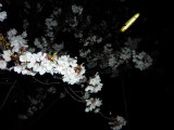 img0020.jpg