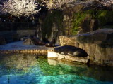 img0034.jpg