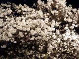 img0040.jpg
