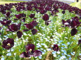 img0012.jpg