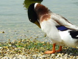 img0017.jpg