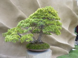img0036.jpg