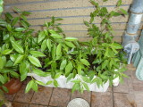 img0040.jpg