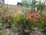 img0006.jpg
