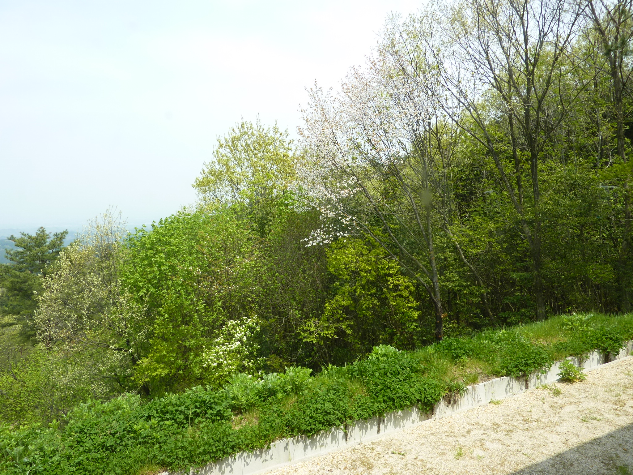 P1030530.JPG