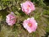 img0036.jpg