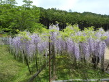 img0016.jpg