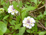 img0007.jpg