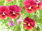 img0009.jpg