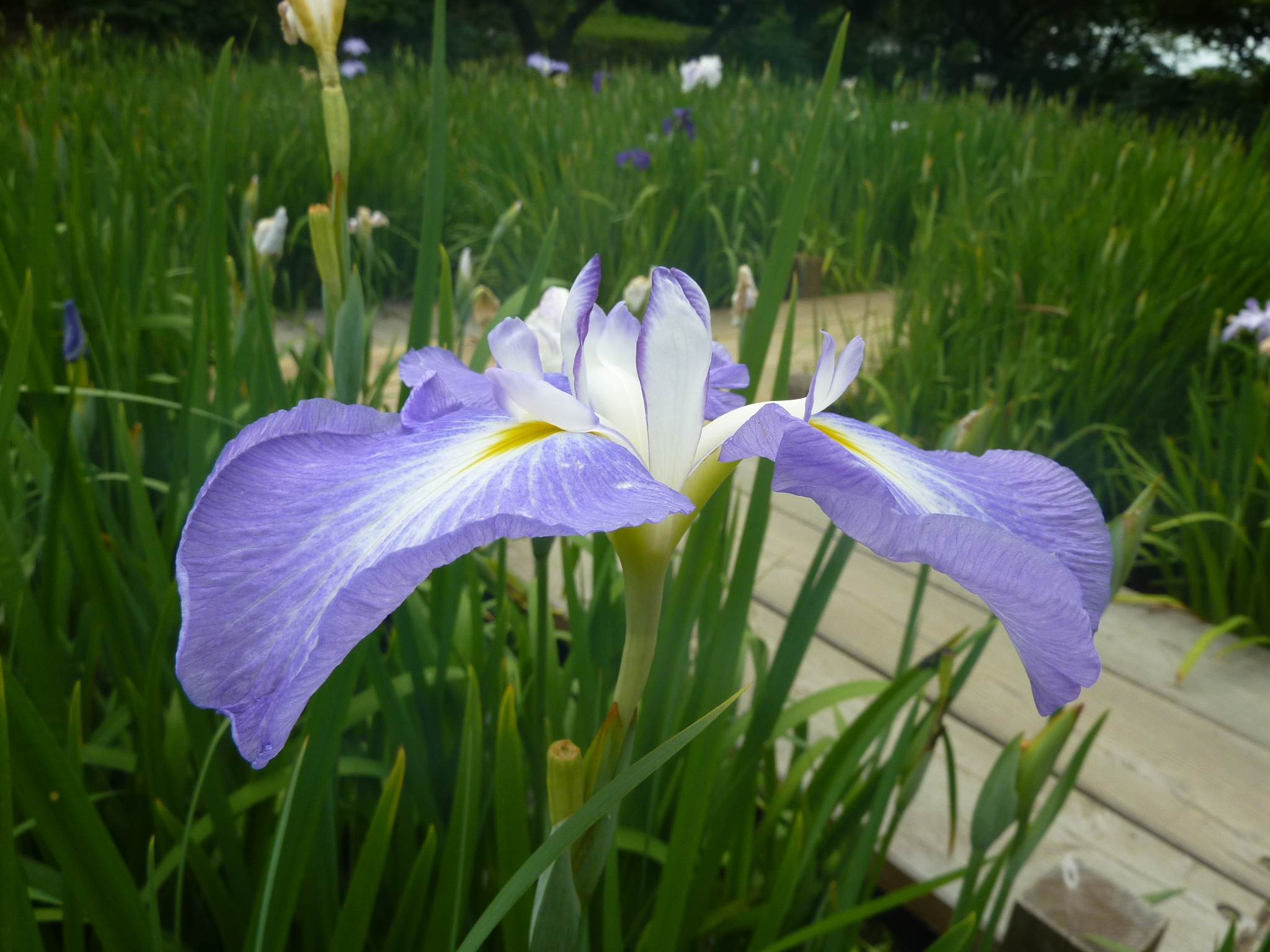 P1040317.JPG