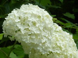 img0013.jpg