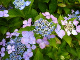 img0081.jpg