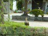 img0066.jpg