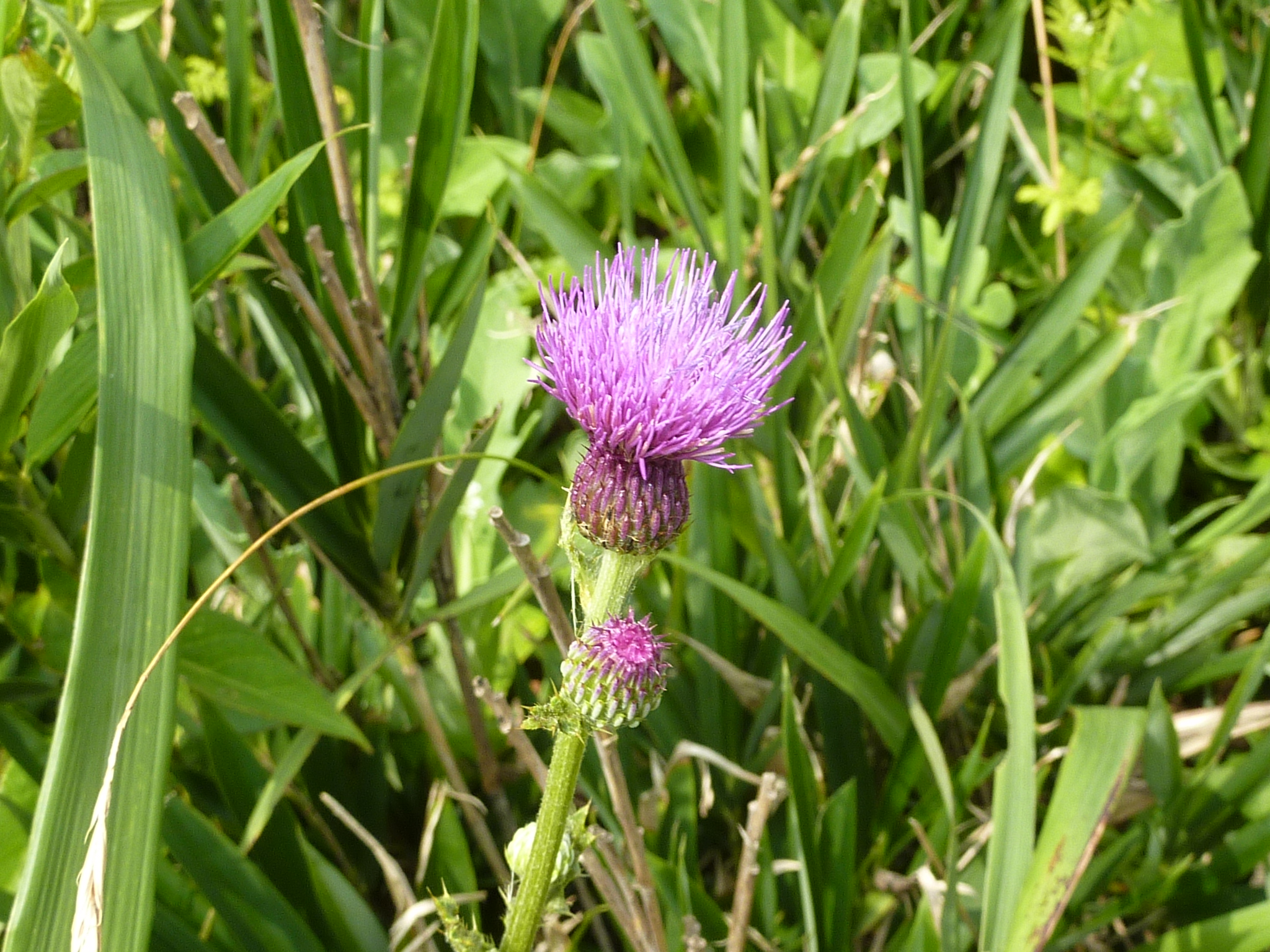 P1050042.JPG