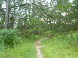 img0006.jpg