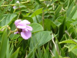 img0085.jpg
