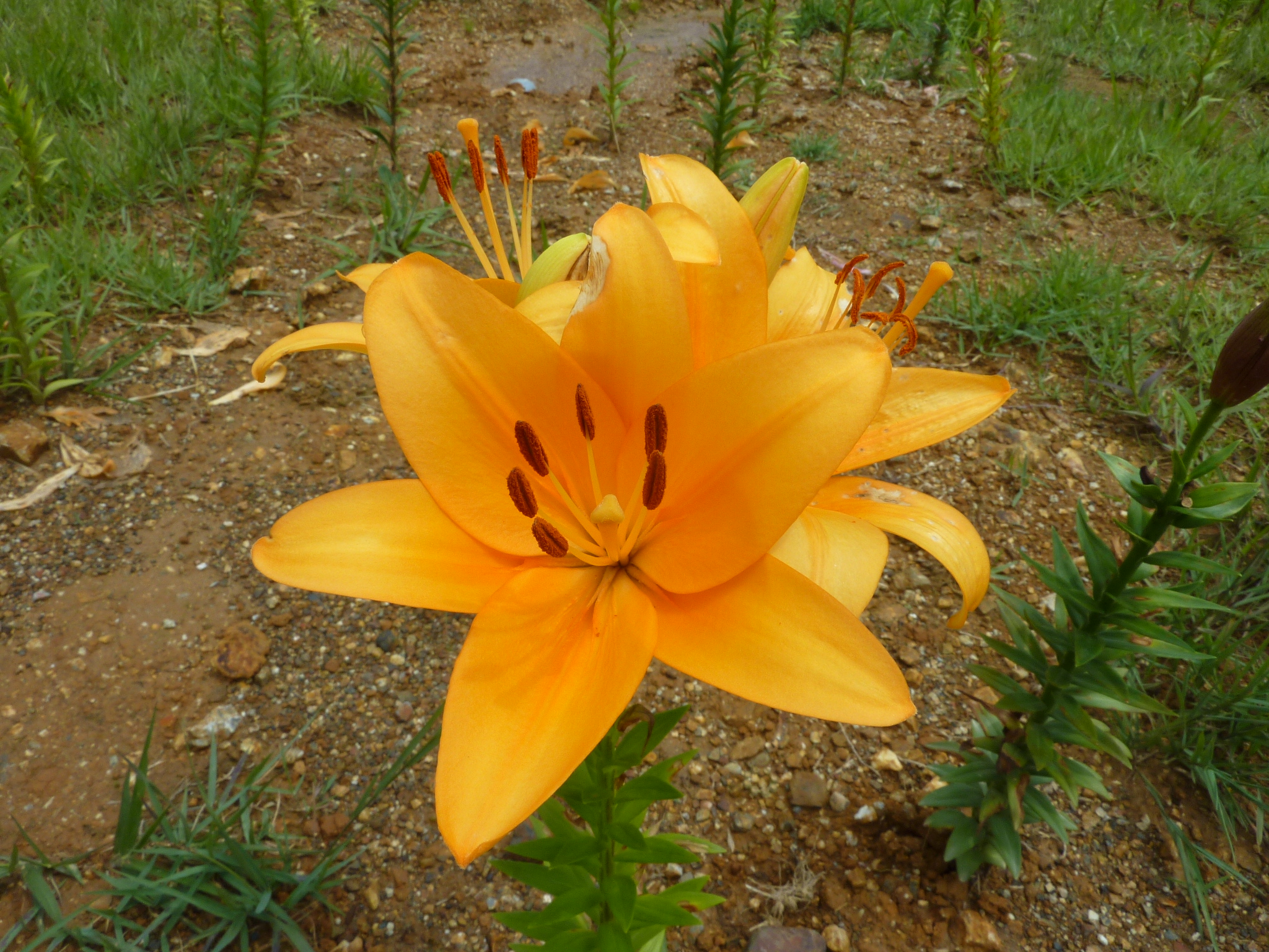 P1050223.JPG