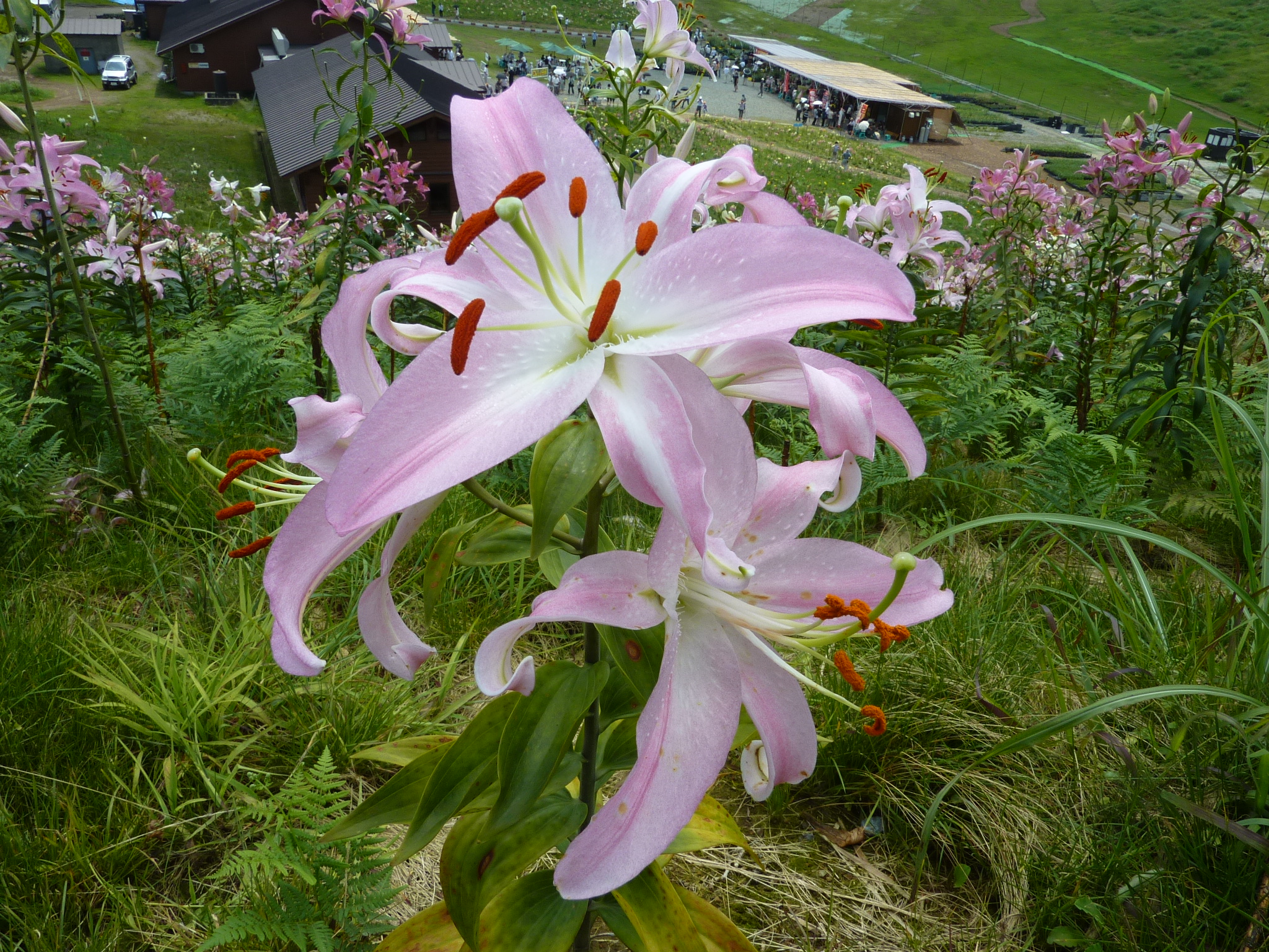 P1050244.JPG