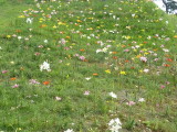 img0007.jpg