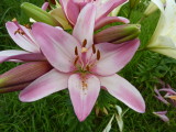 img0009.jpg