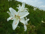img0025.jpg
