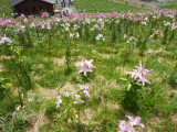 img0033.jpg