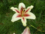 img0037.jpg