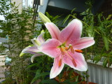 img0010.jpg