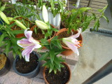 img0011.jpg